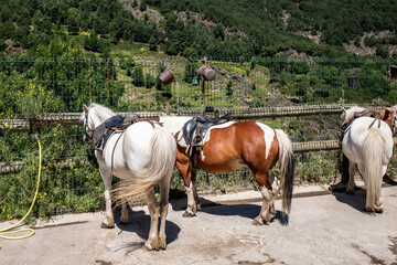 
Saddled horses in the mountains