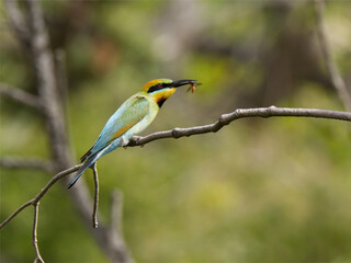 Australian Rainbow Bee-eater in Queensland, Australia.