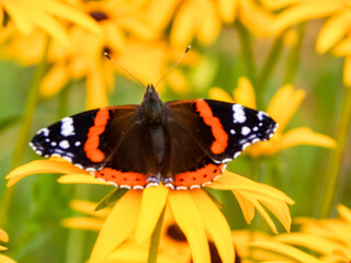 butterfly on flower