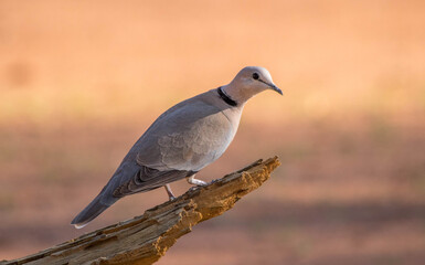 A cape turtle-dove isolated perched on a dried out log image in horizontal format