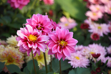 Obraz premium beautiful pink Chrysanthemums in spring 