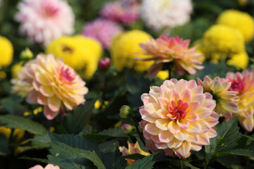 blooming chrysanthemums in a garden