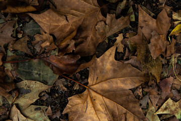  autumn leaves