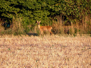 deer in the field