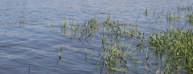 banks of the Oka River in summer