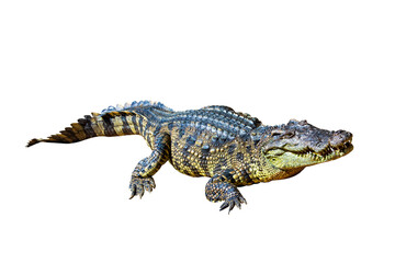 Crocodile  isolated on white background. Clipping path.