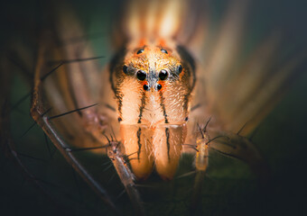 Closeup of a Lynx Spider