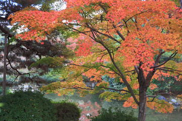 beautiful autumn landscape in Kyoto, Japan 