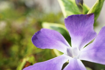 春の庭　紫色のツルニチニチソウの花