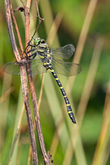 Golden-ringed Dragonfly (Cordulegaster boltonii), male perched, Windmill Farm NR, Cornwall, England, UK.