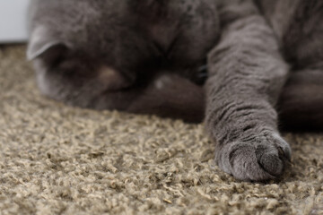 Part of the cat foot. The paw of grey british straight cat, lying on the mat. Illustration for the pet store