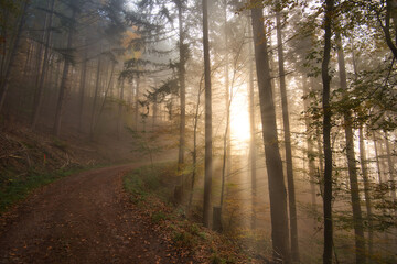 Fototapeta premium Sonnenstrahlen im herbstlichen Schwarzwald