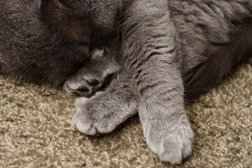 Obraz premium Domestic animals and pets concept. Adorable grey british straight cat is sweetly sleeping, hiding nose between paws. Pets store illustration