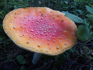 Nature forest autumn colorful fresh natural mushrooms amanita close-up