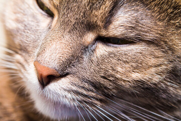 close up cats face