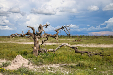 Dry tree in the African savannah