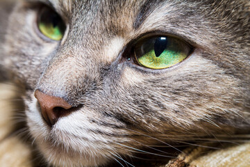 Fototapeta premium close up cats face