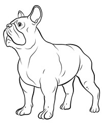 Animals, our faithful friends. Black and white image of a dog, coloring book for children.
