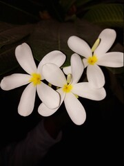 white frangipani flower