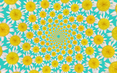 Top view daisy texture background