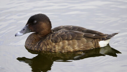 A hardhead duck swimming on a lake  