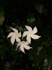 white flower