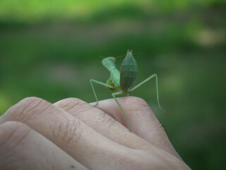 Close up of Green Mantis from back on male finger with  blurred background. Praying mantis in summer.