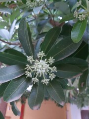 cactus in the garden
