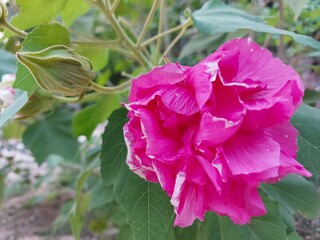 Fototapeta premium pink rose flower