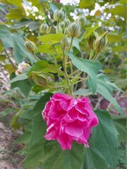 pink rose bush