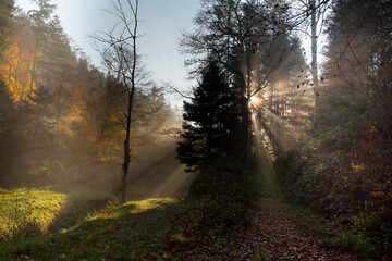 Sonnenstrahlen im herbstlichen Schwarzwald