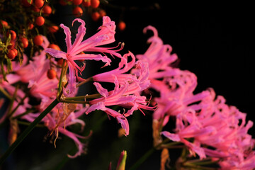Un gruppo di nerine sarniensis rosa.