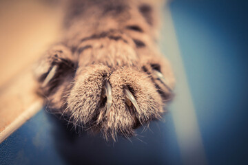 cats paw close up