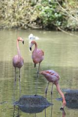 flamant rose de cuba