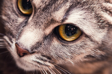 close up cats face