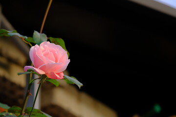Una rosa di colore rosa in un giardino.