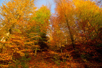 Herbstlicher Wald im Schwarzwald