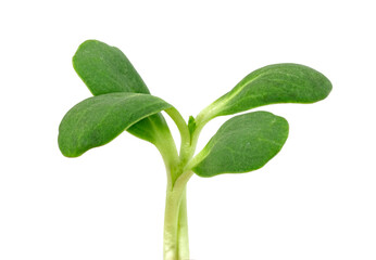 fresh Sunflower Sprout isolated on white background ,Green leaves pattern ,Salad ingredient