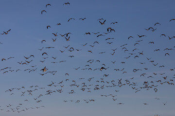 Flock of Canadian geese in flight