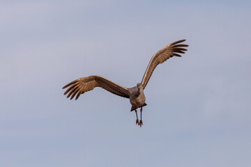 The sandhill cranes in flight