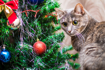 cat with christmas tree