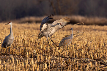 Flock of sandhill cranes on field