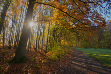 Herbstlicher Wald im Schwarzwald