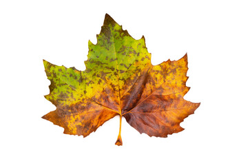 Huge partially colored maple leaf isolated on white background. Close-up shot, top view.
