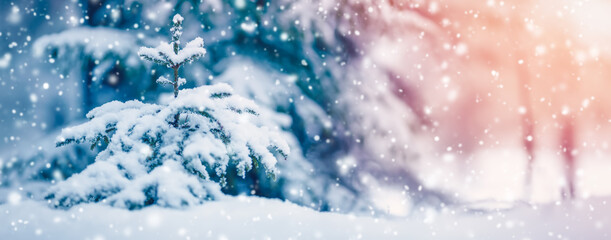 Winter snowy background with fir and with snowdrifts