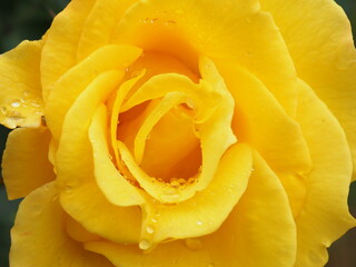 黄色いバラと水滴