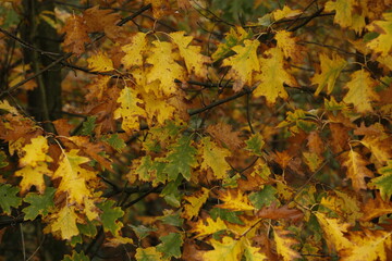 Background of leaves in autumn colors