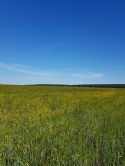 Green ears of wheat in the field