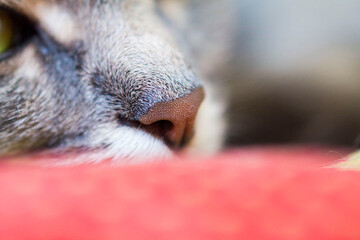 close up of a cats nose
