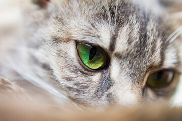 close up of a cats eye